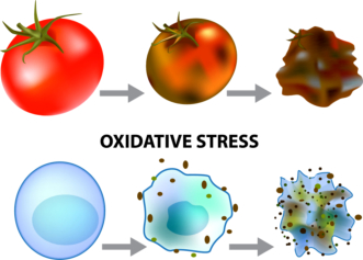 Oxidativer Stress